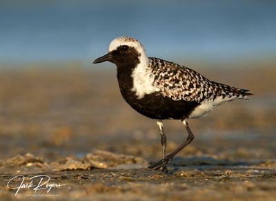 Black-bellied Plover