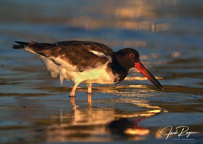 Juvy at sunset