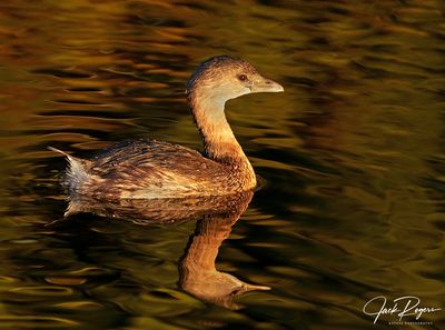 Grebe at daybreak