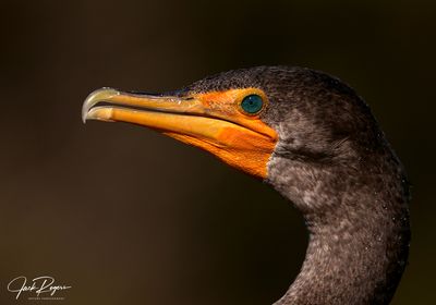 Cormorant portrait
