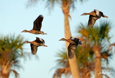 Youngsters on the wing