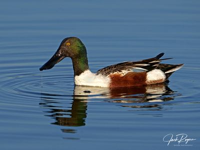 Northern Shoveler