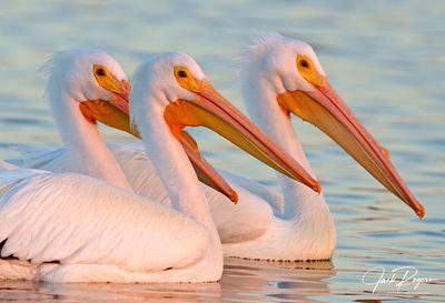 Golden morning trio