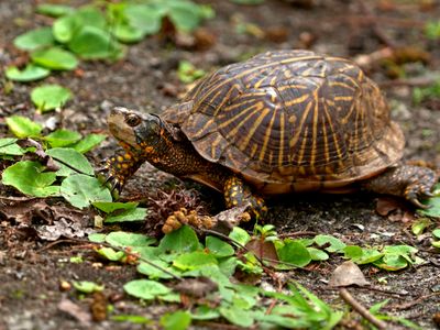 Florida Box Turtle
