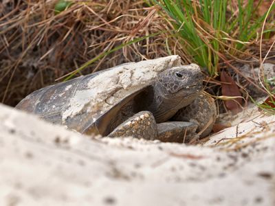 In the burrow