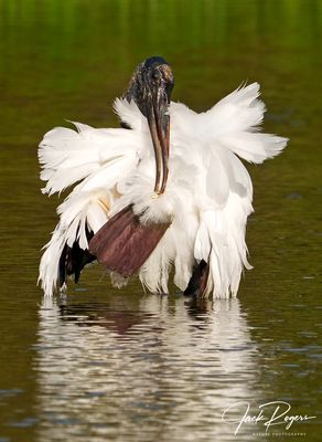 Ruffled up!