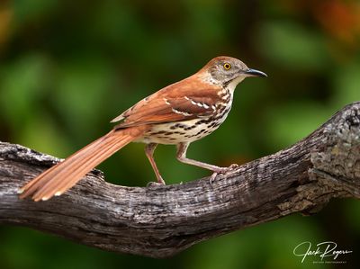 Brown Thrasher