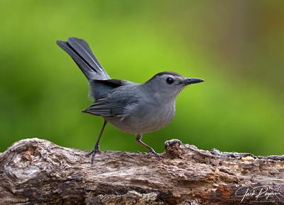 Gray Catbird