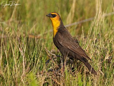 Yellow-headed Blackbird