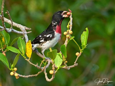 Rose-breasted Grosbeak after a juicy fig