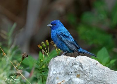 Indigo Bunting