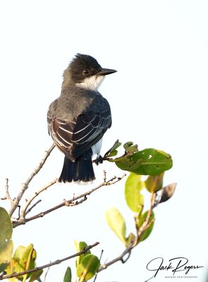 Eastern Kingbird