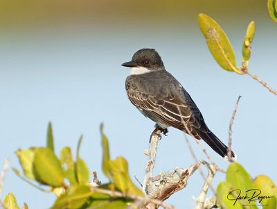Perched in the mangroves