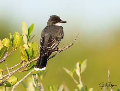 Perched in the mangroves II