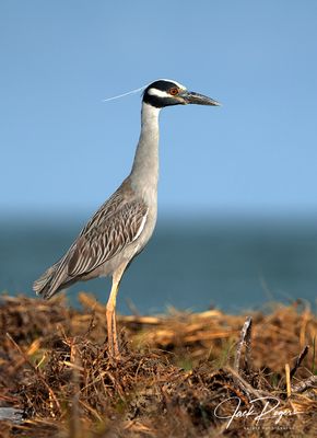 The lookout