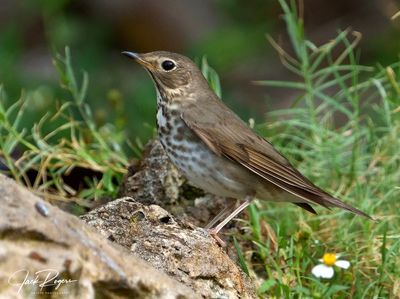 Gray-cheeked Thrush
