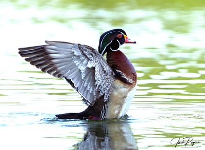 Strutting his stuff!