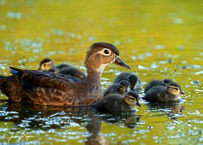 Ms. Woody and her brood