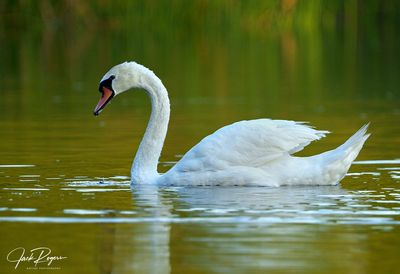 Morning swan