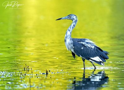 Hunting on Golden Pond