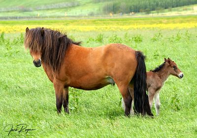 Mare with a young foal