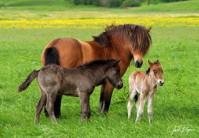 Mare and two foals