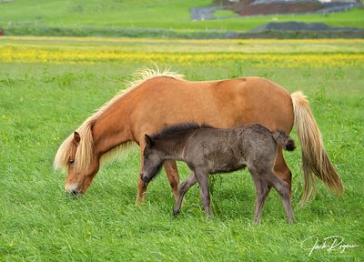 Mare with foal