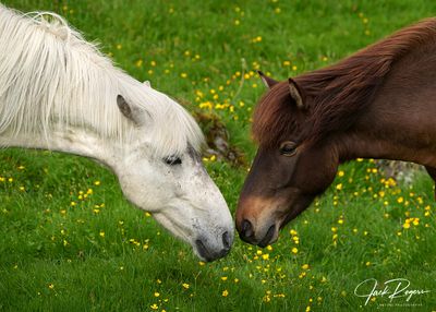 Equine affection