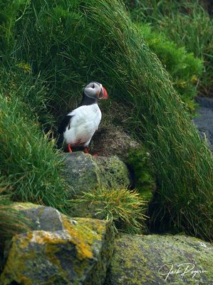 Emerging from the burrow