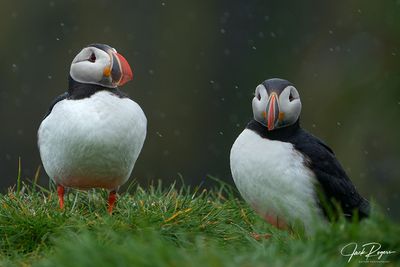 Pair o Puffins