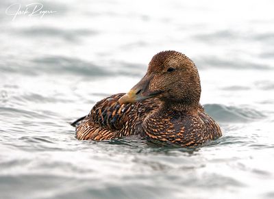 Eider Duck hen