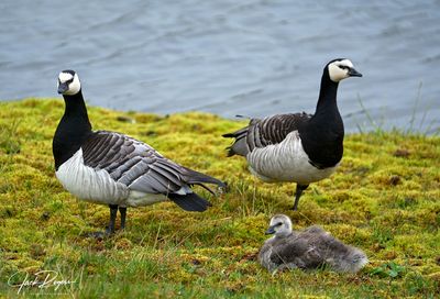 Barnacle geese with gosling