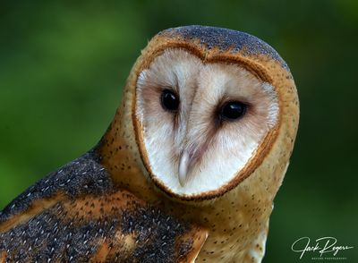 Portrait of a Barn Owl