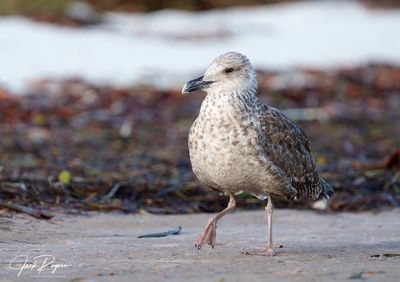 Young Great Black-backed Gull