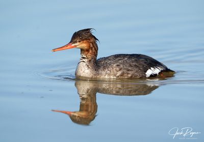 Reflected