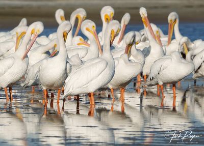 Pretty Pelicans Preening
