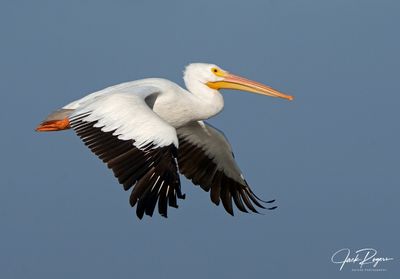 Beautiful in flight