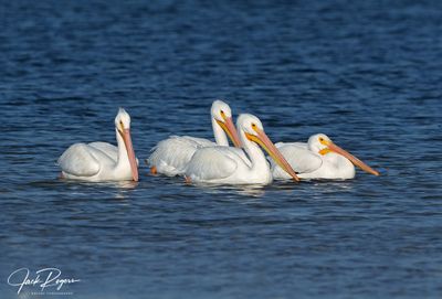 Pelicans