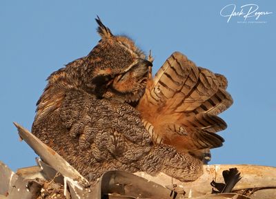 Great Horned Owls