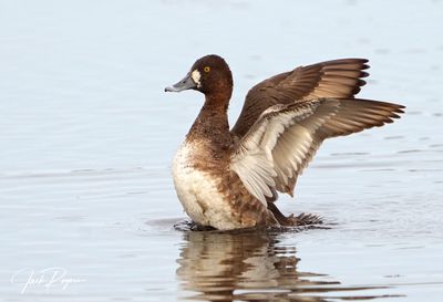 Ducks, Geese,  and Grebes