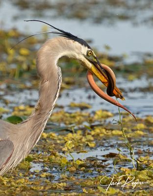 Great Blue Herons