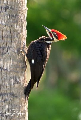 Woodpeckers