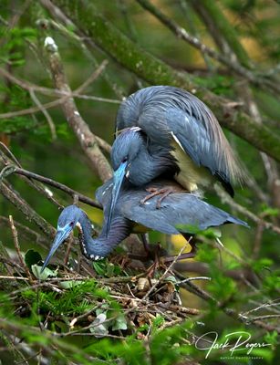 Tricolor Herons