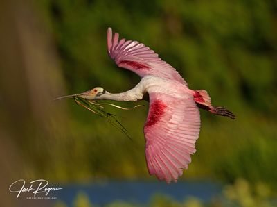 Flyby with nesting material