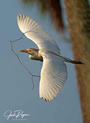 Western Cattle Egrets