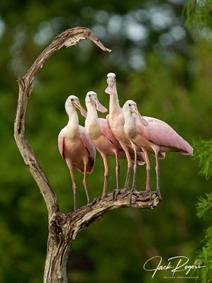 Four of a kind!