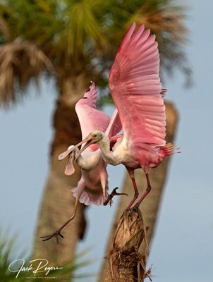 This is my perch youngster!