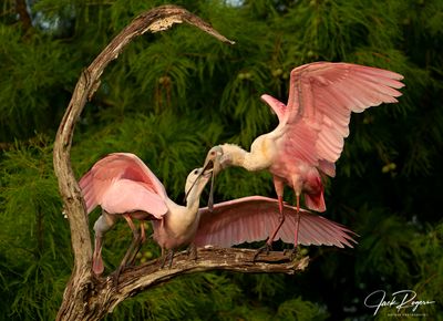 Fledgling still being fed