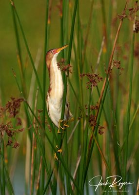 Just another reed, move along!