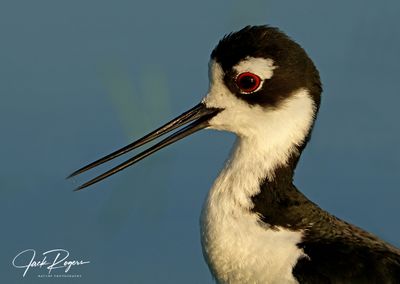 Portrait of a Black-necked Stilt